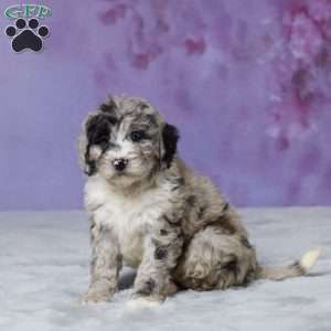 Molly, Mini Bernedoodle Puppy